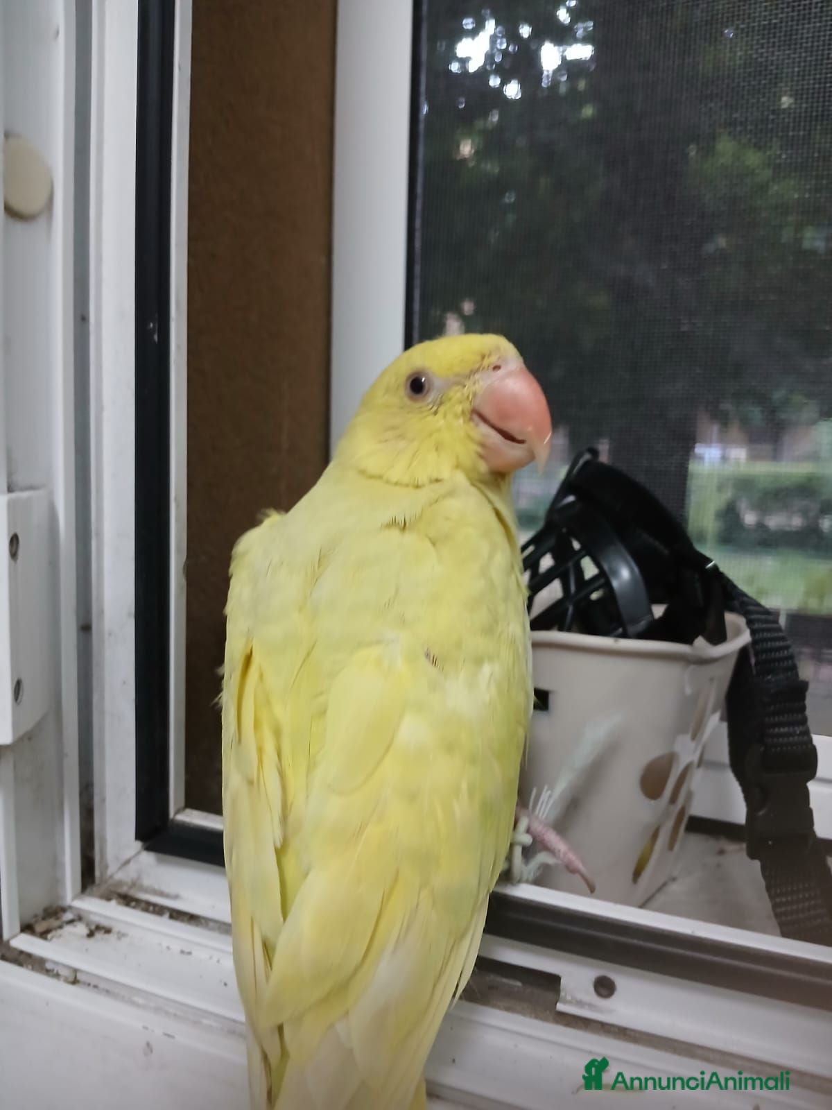 Meticcio cani Parrochetto dal collare  - Annuncio 2