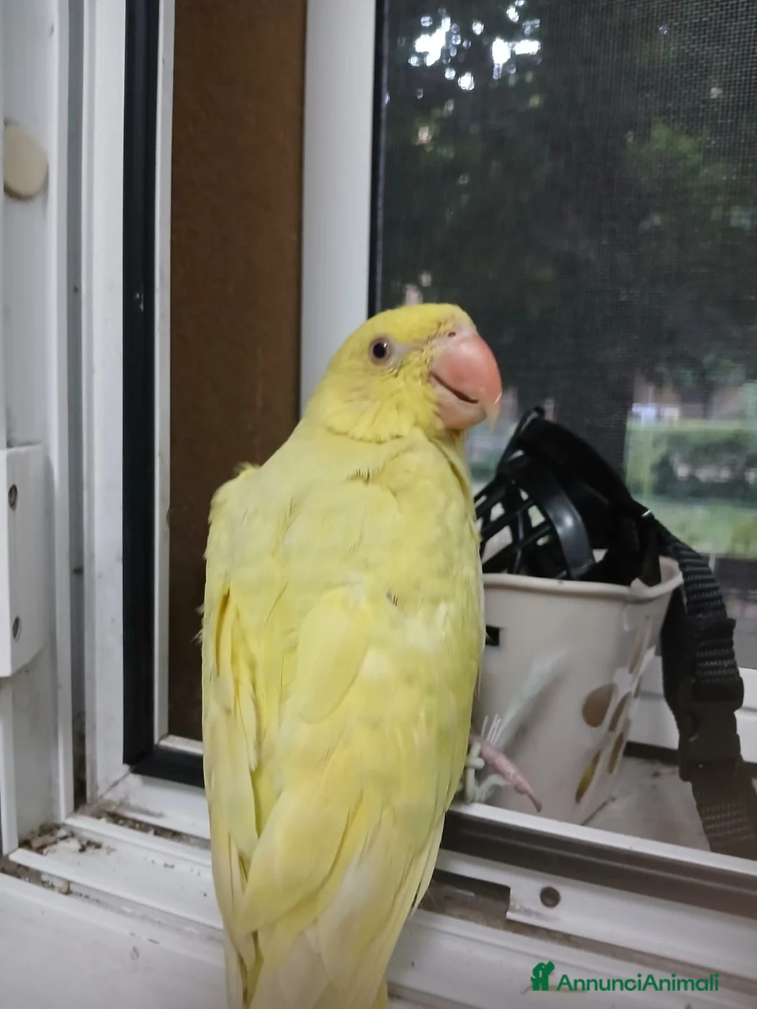 Meticcio cani in vendita: Parrochetto dal collare  a Provincia di Piacenza - Annuncio 1