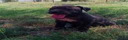 Cane Corso cani in vendita: Cuccioli di Cane Corso - Annuncio 11
