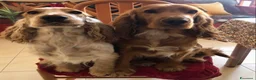 Cocker cani in vendita: Cocker cuccioli a Libero consorzio comunale di Siracusa - Annuncio 4