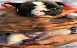 Bulldog Francese cani in vendita: Cucciole Bulldog Francese a Città metropolitana di Roma Capitale - Immagine 3