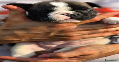 Bulldog Francese cani a Città metropolitana di Roma Capitale - Annuncio 8