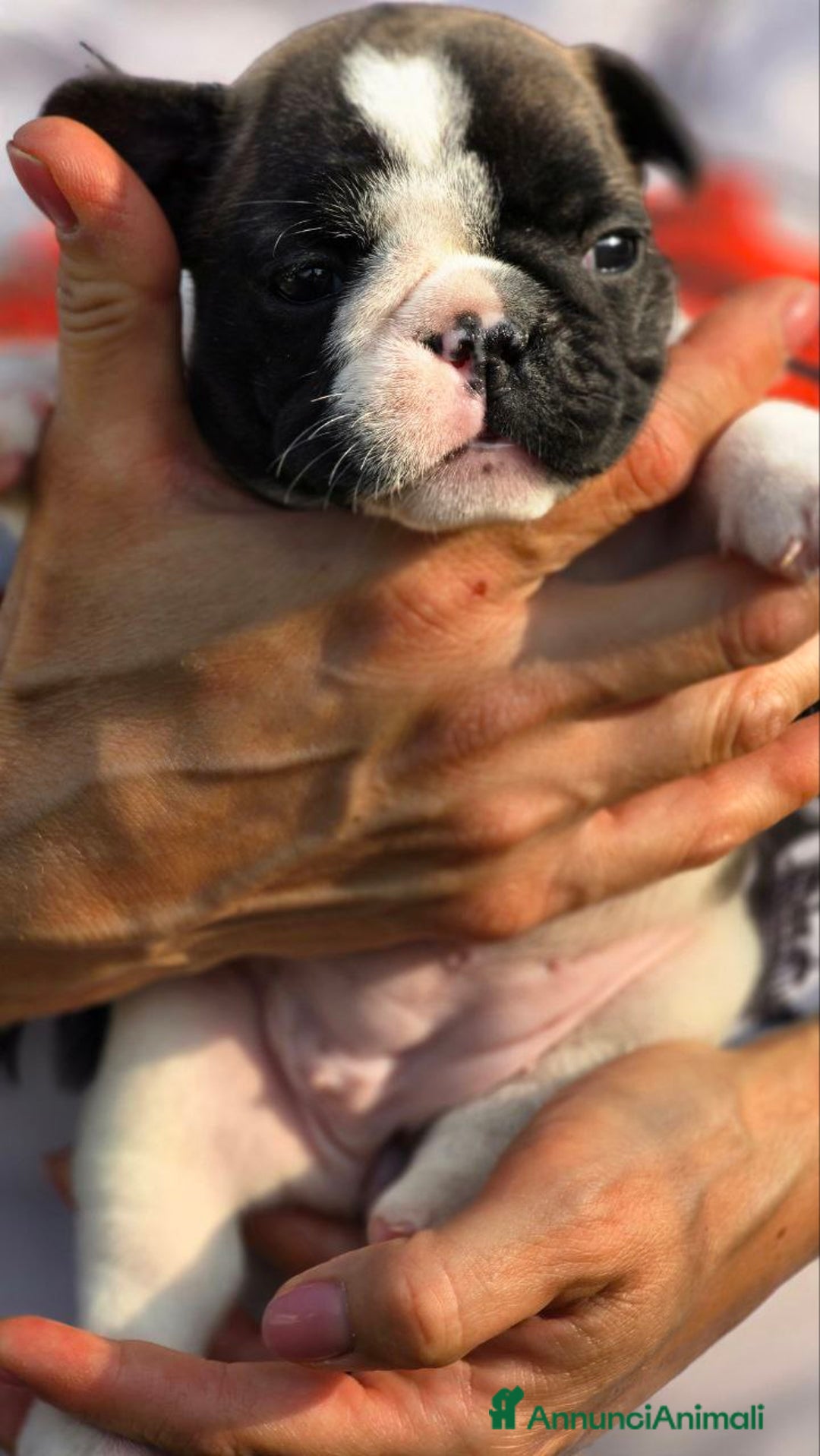 Bulldog Francese cani in vendita: Cucciole Bulldog Francese a Città metropolitana di Roma Capitale - Immagine 3
