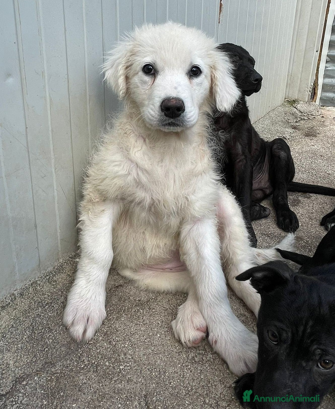 Meticcio cani TENERISSINA NUVOLETTA BIANCA a Provincia di Sondrio - Annuncio 41