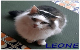 Meticcio gatti in regalo: LEONE MERAVIGLIOSO GATTONE A PELO SEMILUNGO 2 ANNI a Roma - Immagine 1