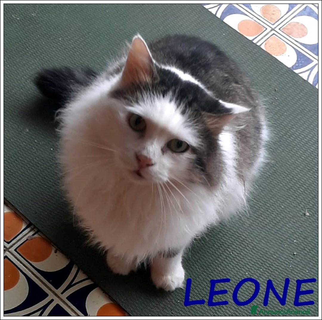 Meticcio gatti in regalo: LEONE MERAVIGLIOSO GATTONE A PELO SEMILUNGO 2 ANNI a Roma - Immagine 1