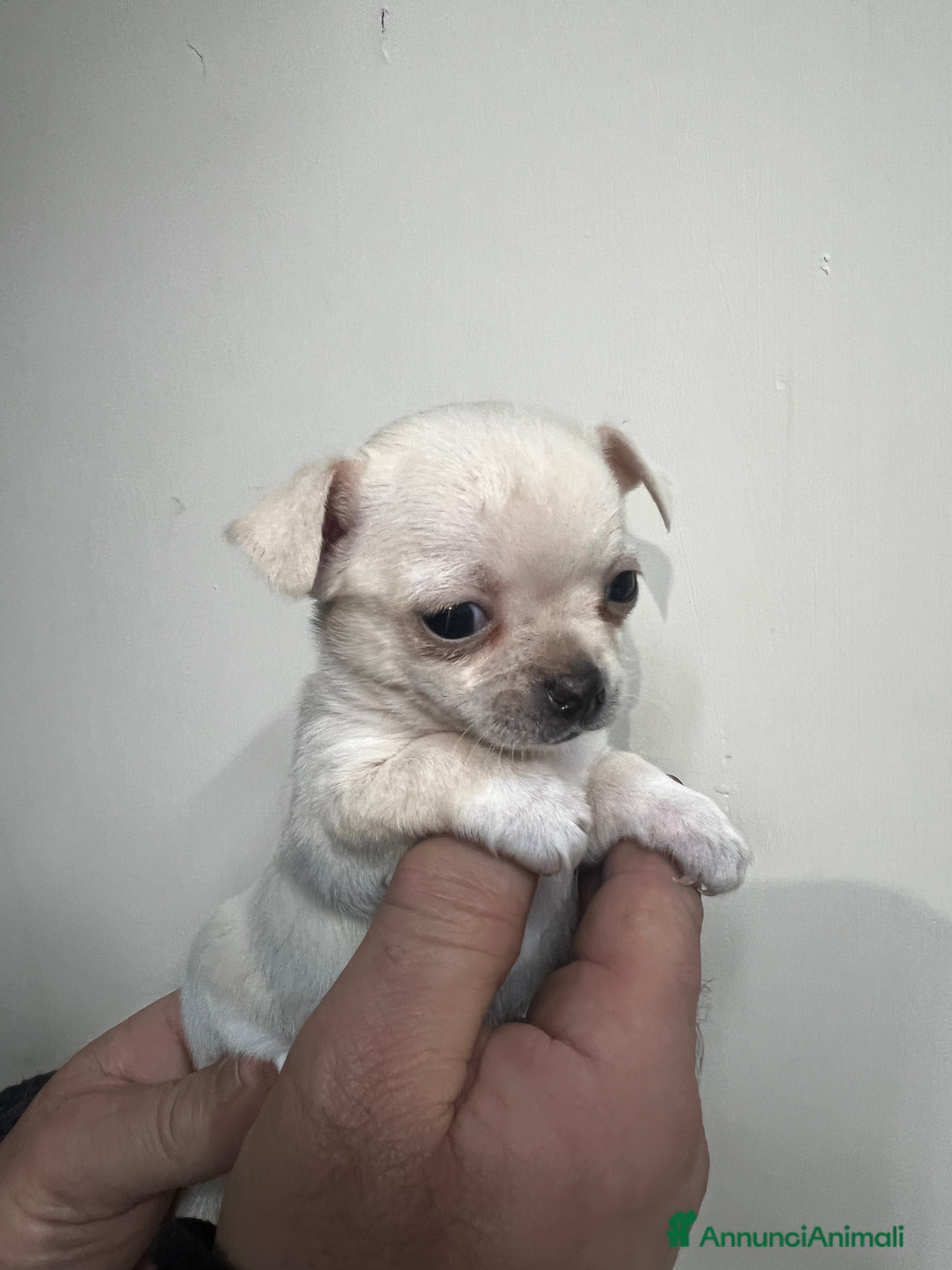 Chihuahua cani Chihuahua  - Annuncio 3