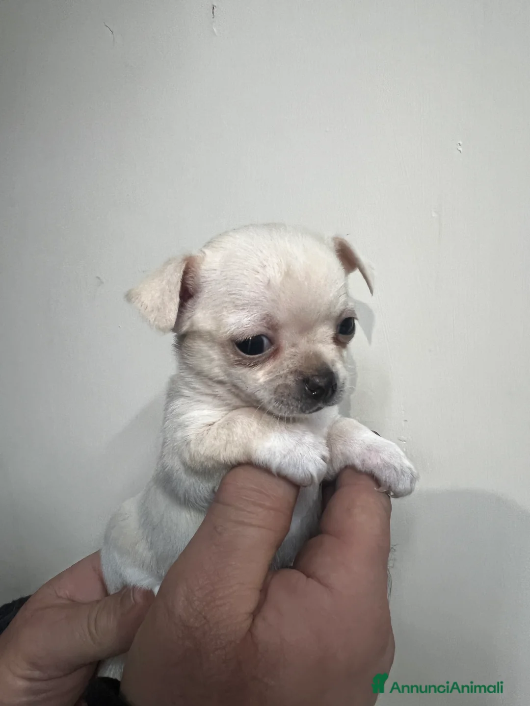 Chihuahua cani in vendita: Chihuahua  - Annuncio 1