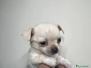 Chihuahua cani Chihuahua - Annuncio 3