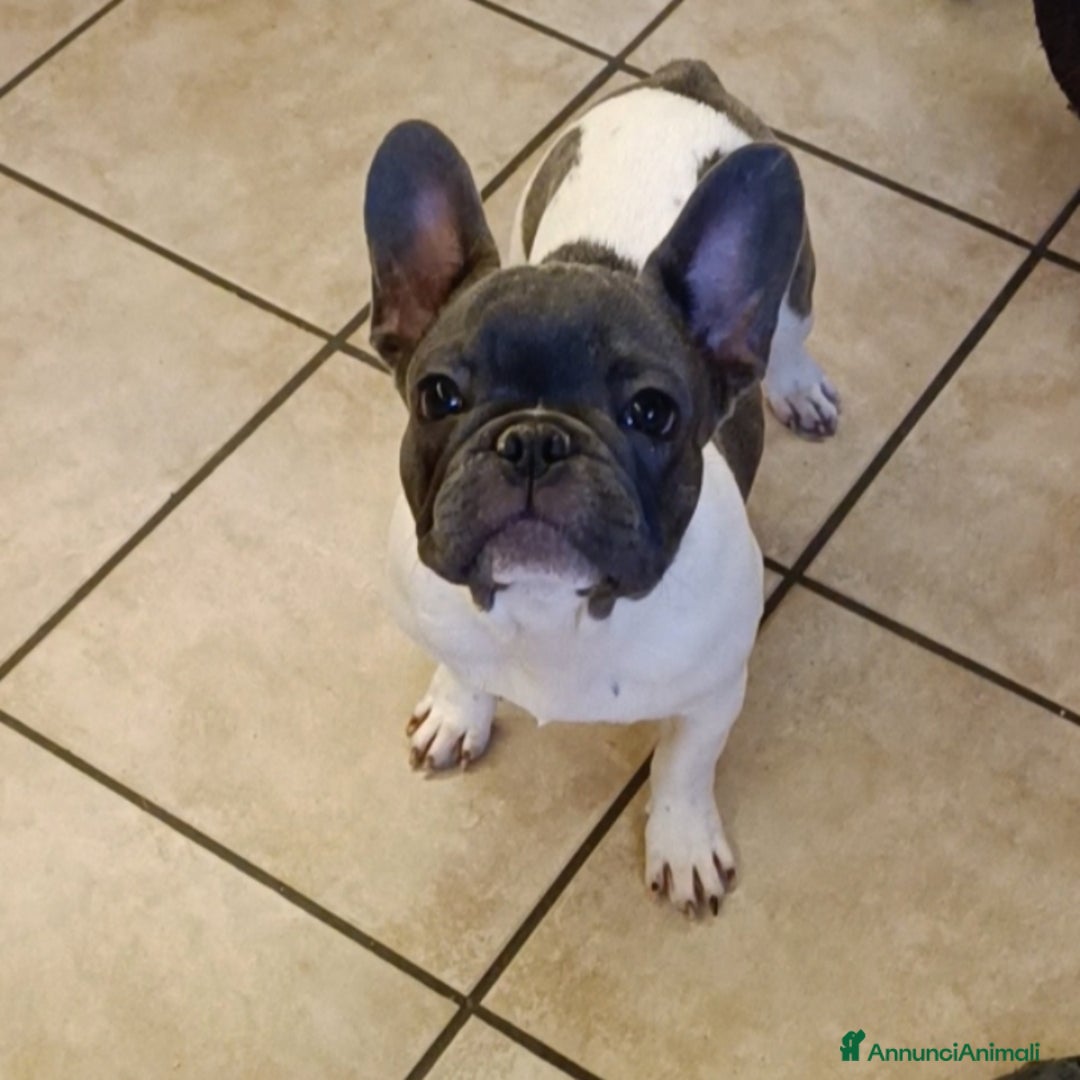 Bulldog Francese cani in vendita: Bulldog francesi esotiche - Annuncio 8