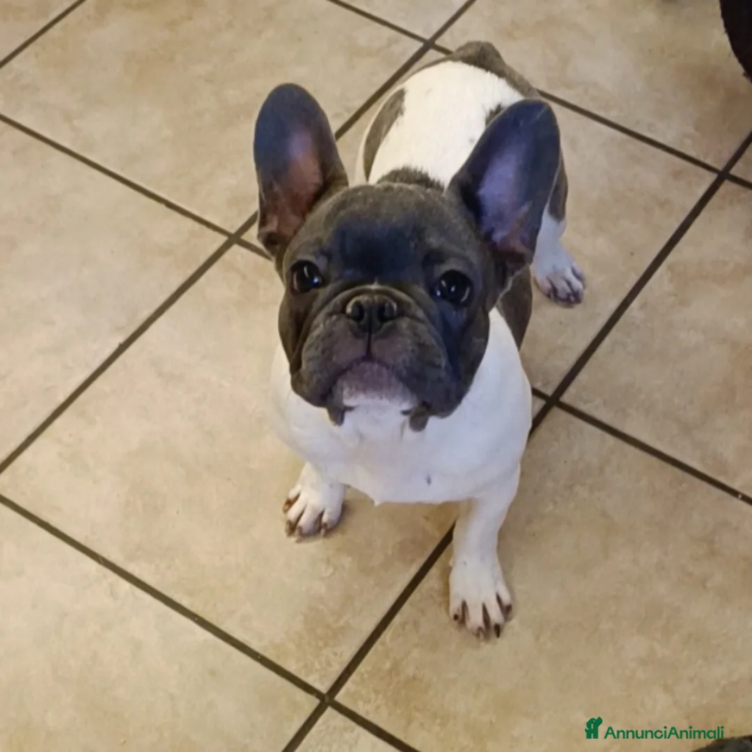 Bulldog Francese cani in vendita: Bulldog francesi esotiche - Annuncio 8
