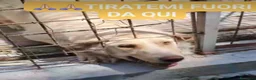 Meticcio cani in regalo: 2anni occhi ambra tg grande era liberoSOS CAMPANIA - Annuncio 6