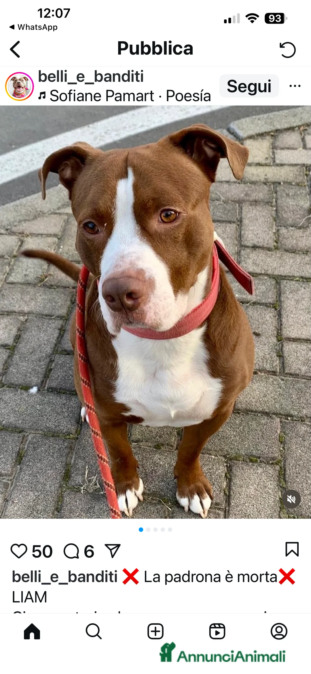 American Staffordshire cani in regalo: Liam dolcissimo amstaff cerca casa a Città metropolitana di Milano - Annuncio 2