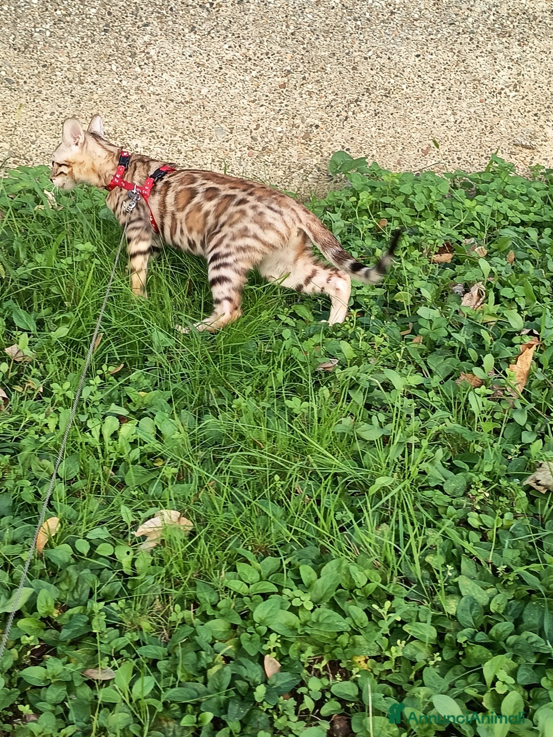 Bengala gatti in vendita: Feminuccia Bengala colorazione dorata 😻 - Annuncio 2