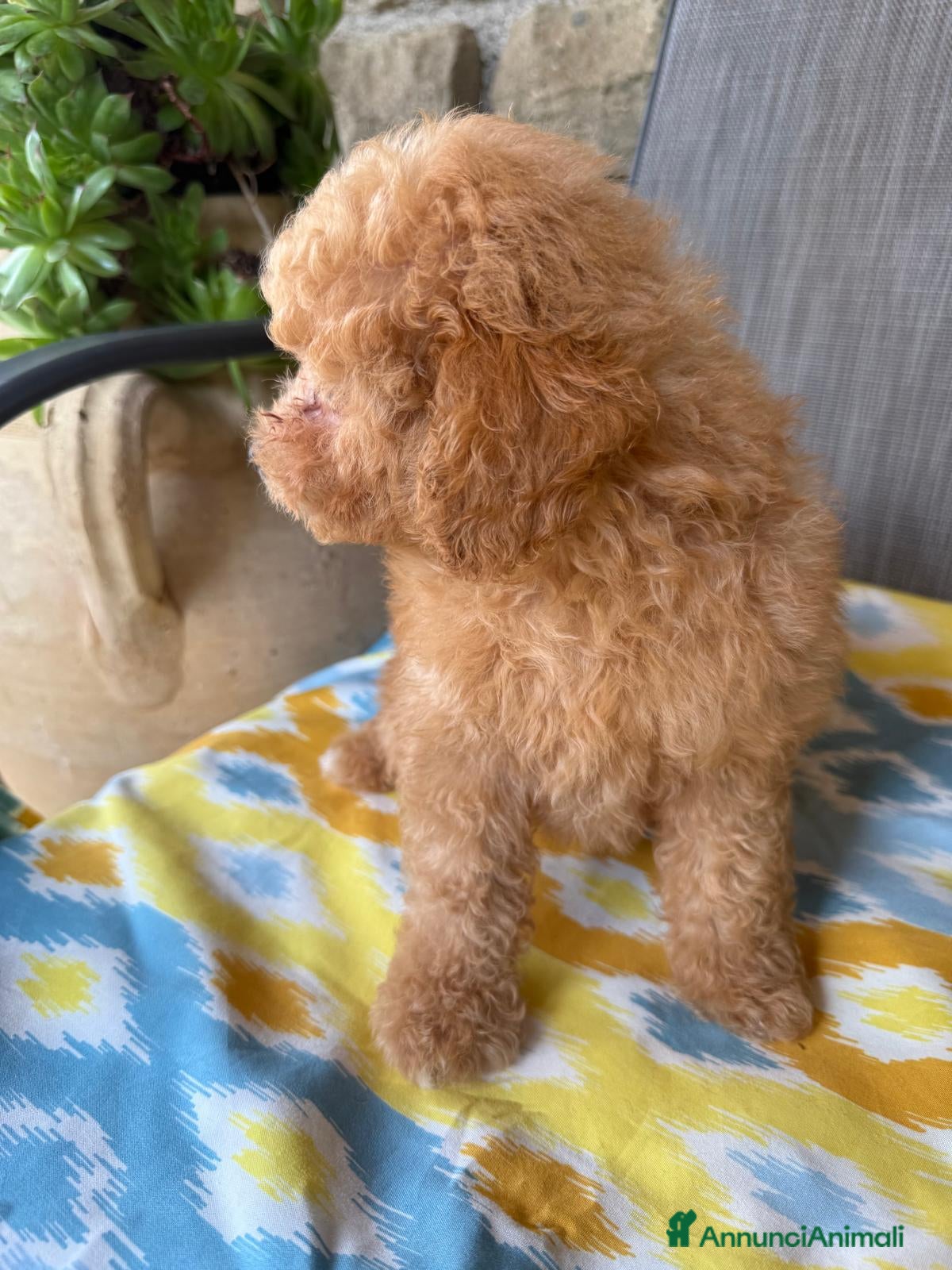 Barboncino Toy cani Baroncini toy  - Annuncio 1
