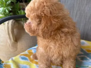 Barboncino Toy cani Baroncini toy - Annuncio 2