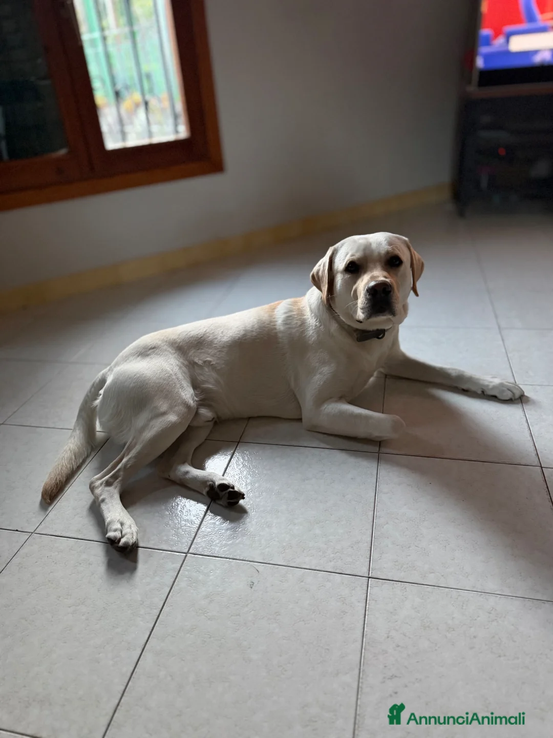 Labrador cani per accoppiamento: Labrador  - Annuncio 2