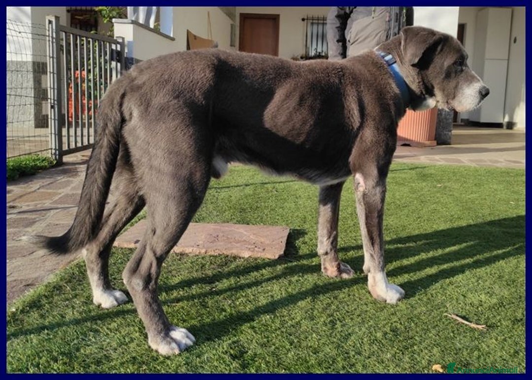 Meticcio cani in regalo: BRUCE ha vissuto l'inferno! Dolcissimo - Annuncio 2