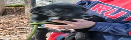 Meticcio cani in regalo: UNA MAMMA PER NOIR a Provincia di Varese - Annuncio 1