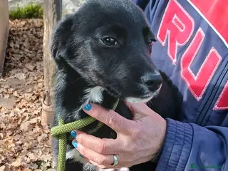 Meticcio cani UNA MAMMA PER NOIR a Provincia di Varese - Annuncio 12