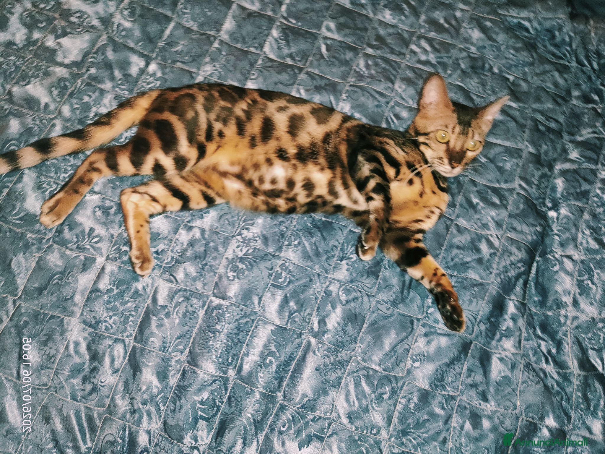 Bengala gatti Splendida gattina Bengala  - Annuncio 3