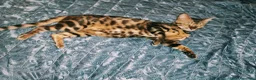 Bengala gatti in vendita: Splendida gattina Bengala  - Annuncio 1
