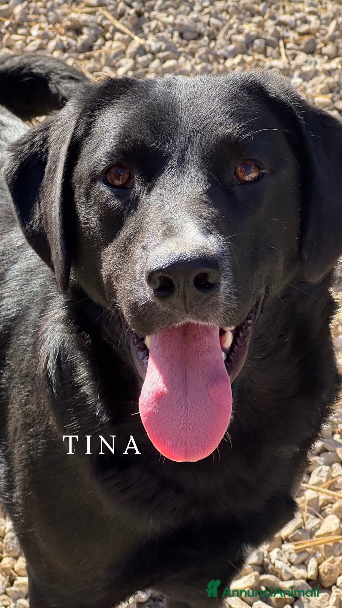 Meticcio cani Cani TOTAL BLACK: i cani invisibili!  - Annuncio 2