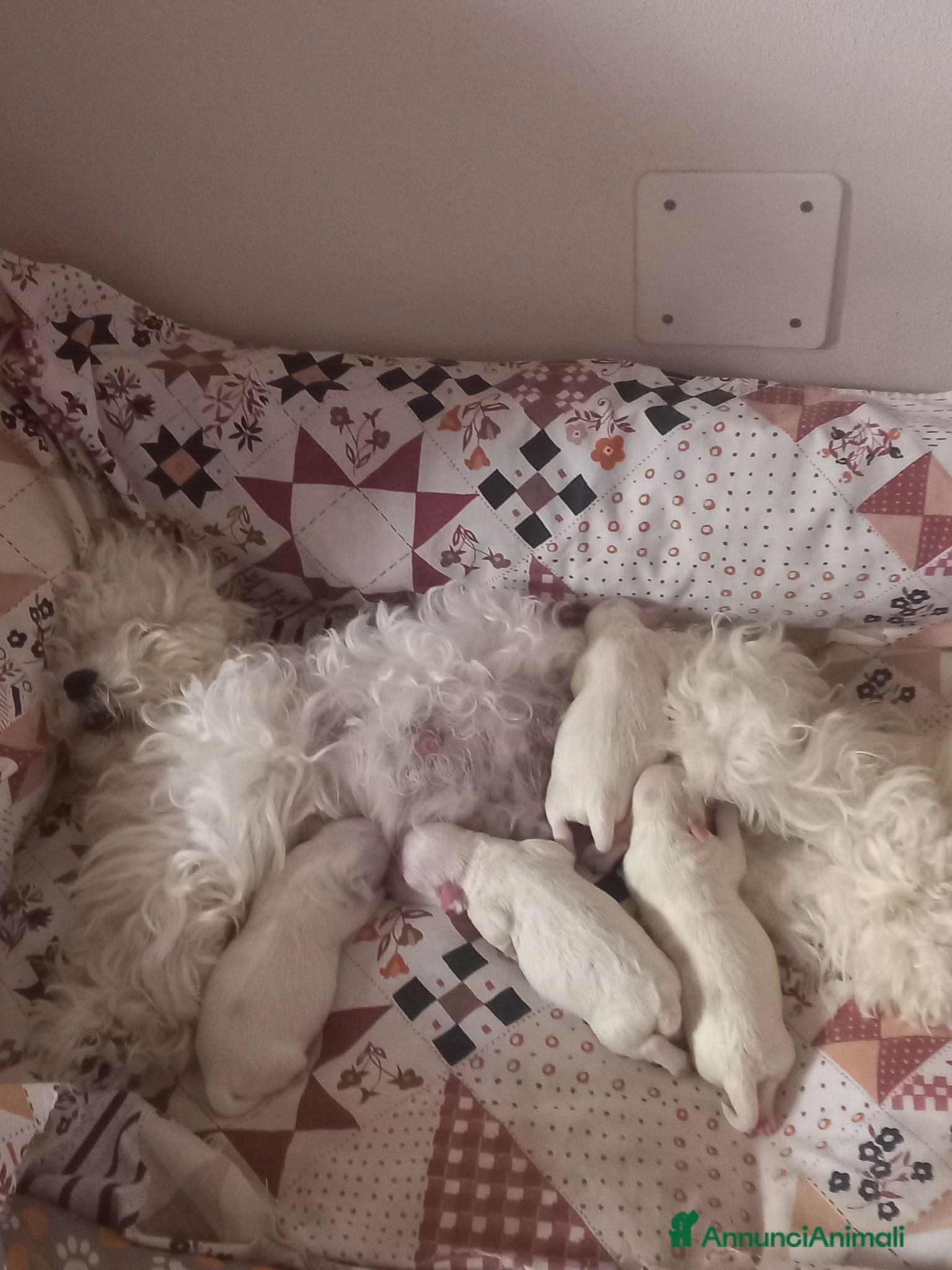 Maltese cani Maltesi  - Annuncio 1