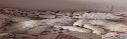Maltese cani in vendita: Maltesi  - Annuncio 1