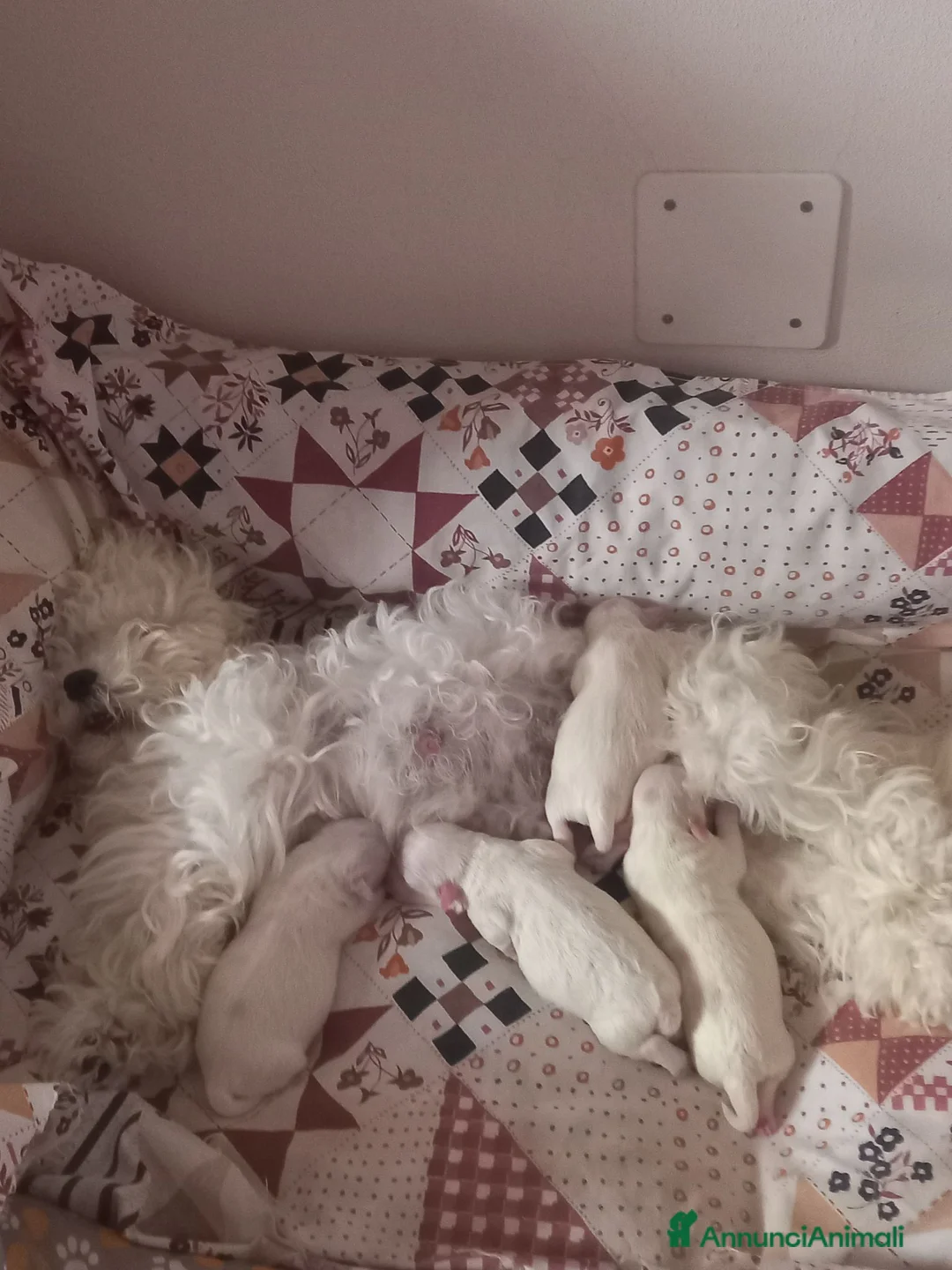 Maltese cani in vendita: Maltesi  - Annuncio 1