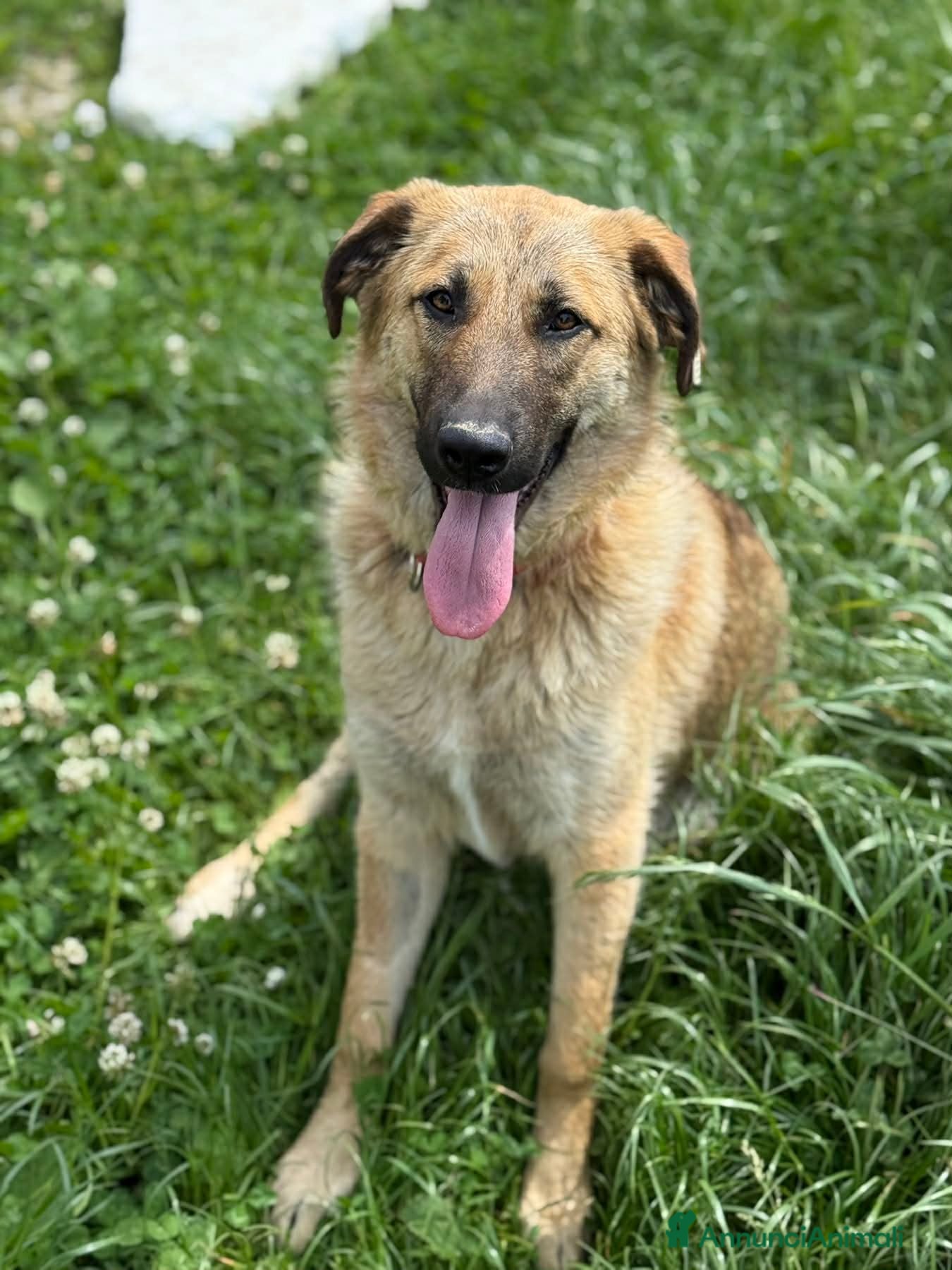 Pastore Tedesco cani ANNIE intelligenza da Pastore, cuore da coccolona! - Annuncio 5