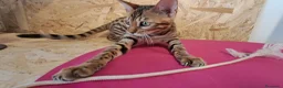 Bengala gatti in vendita: Bengala cuccioli con pedegree a Provincia di Treviso - Annuncio 7