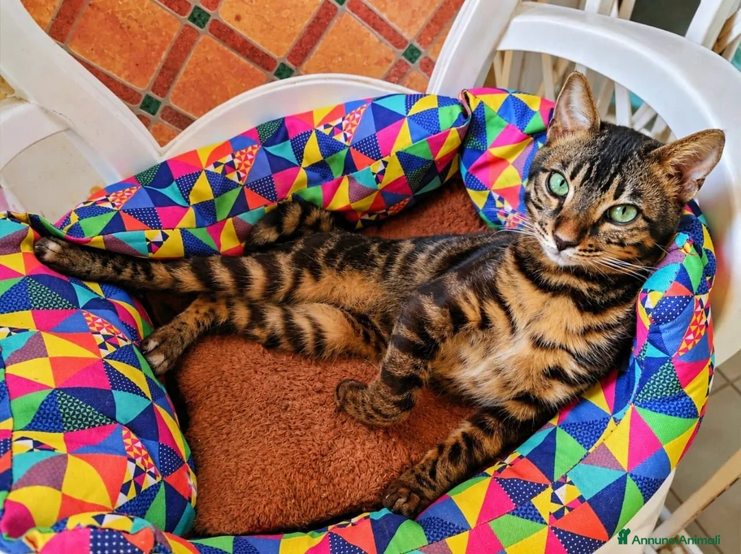Bengala gatti in vendita: Splendido Bengala maschietto  - Annuncio 1