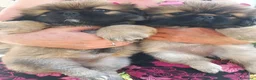 Pechinese cani in vendita: piccoli cuccioli di pechinese - Annuncio 2