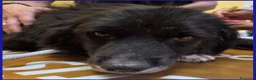 Meticcio cani in regalo: ERAORA, TENERA VECCHIETTA 9 ANNI - Annuncio 13
