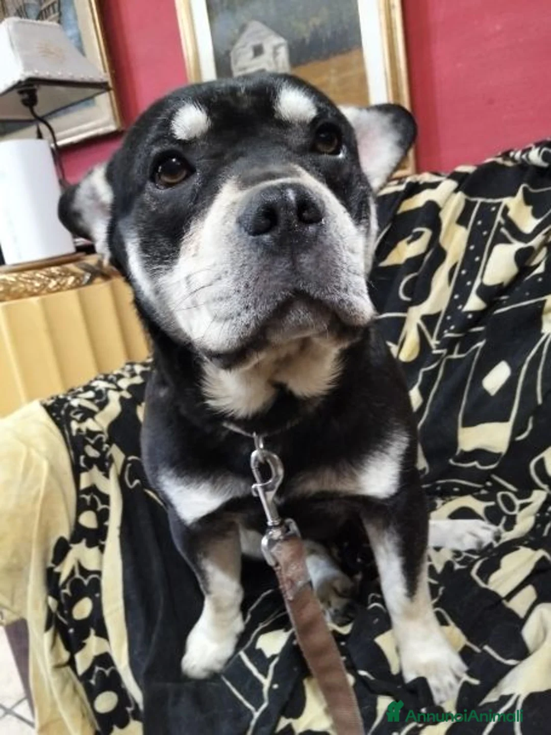 Meticcio cani in regalo: CICCIO tanto bravo a Città metropolitana di Milano - Annuncio 3