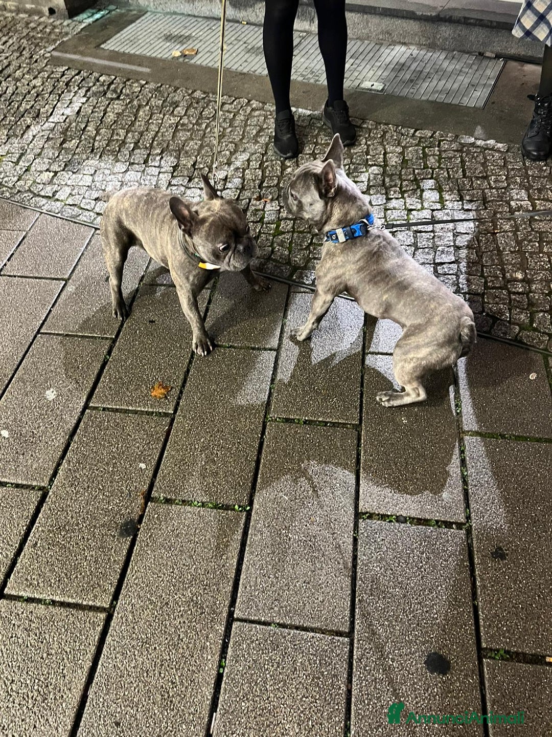 Bulldog Francese cani per accoppiamento:  Ciccio Maschio Bulldog Francese Cerca Femmina - Annuncio 4