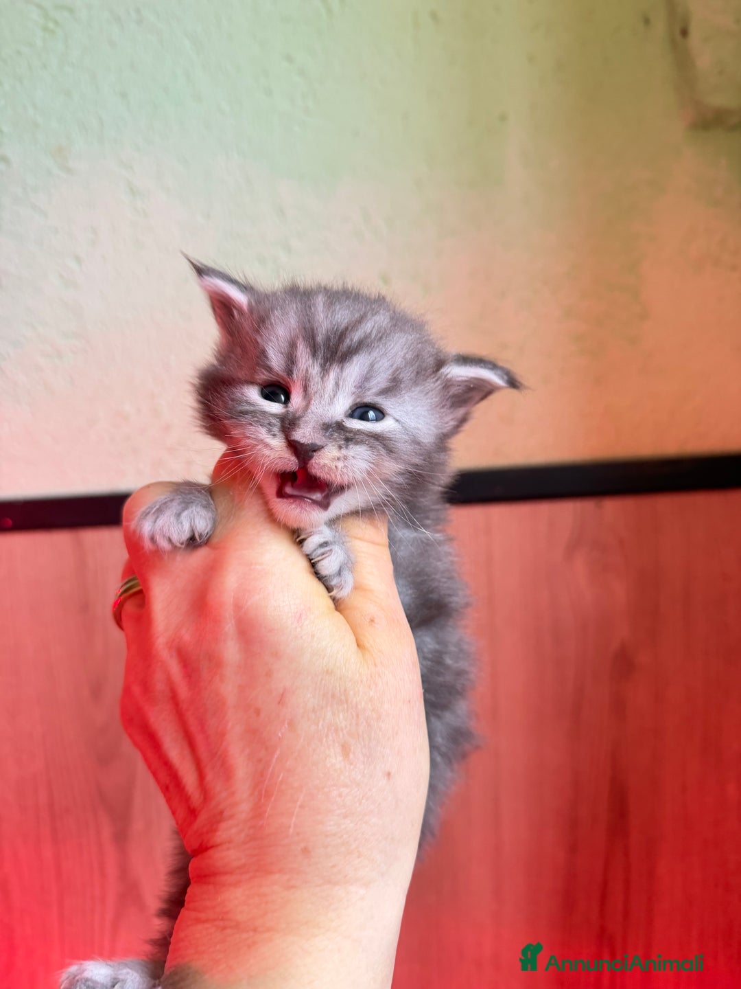 Maine Coon gatti in vendita: Gattini Maine Coon  - Annuncio 5