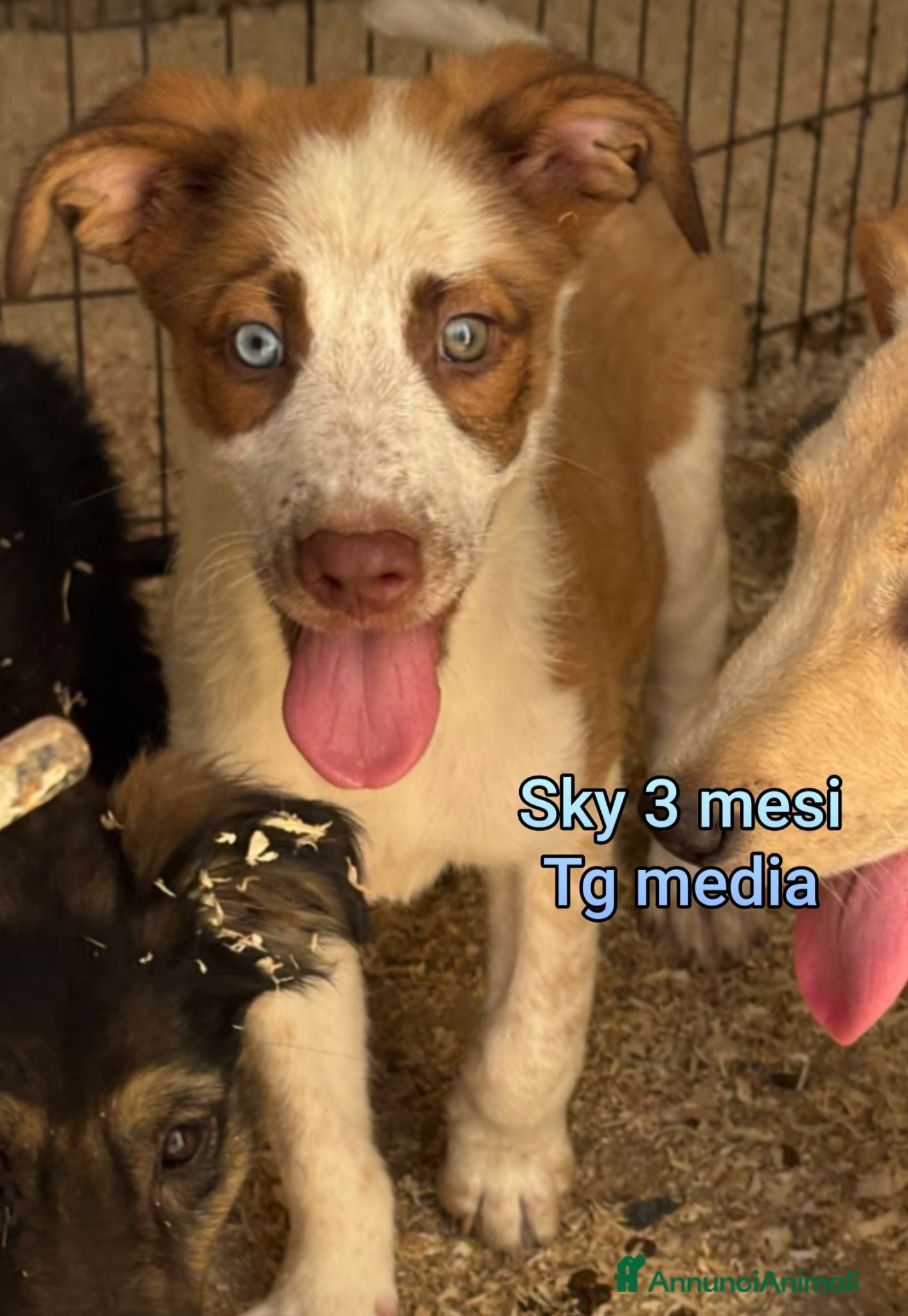 Meticcio cani TENERI CUCCIOLI IN CERCA D'AMORE  - Annuncio 1