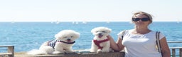 Bichon cani in vendita: Il Miracolo di Natale Ha il Musetto Bagnato! a Provincia del Sud Sardegna - Annuncio 9