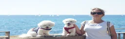 Bichon cani in vendita: Bichon Frise a Provincia del Sud Sardegna - Annuncio 10
