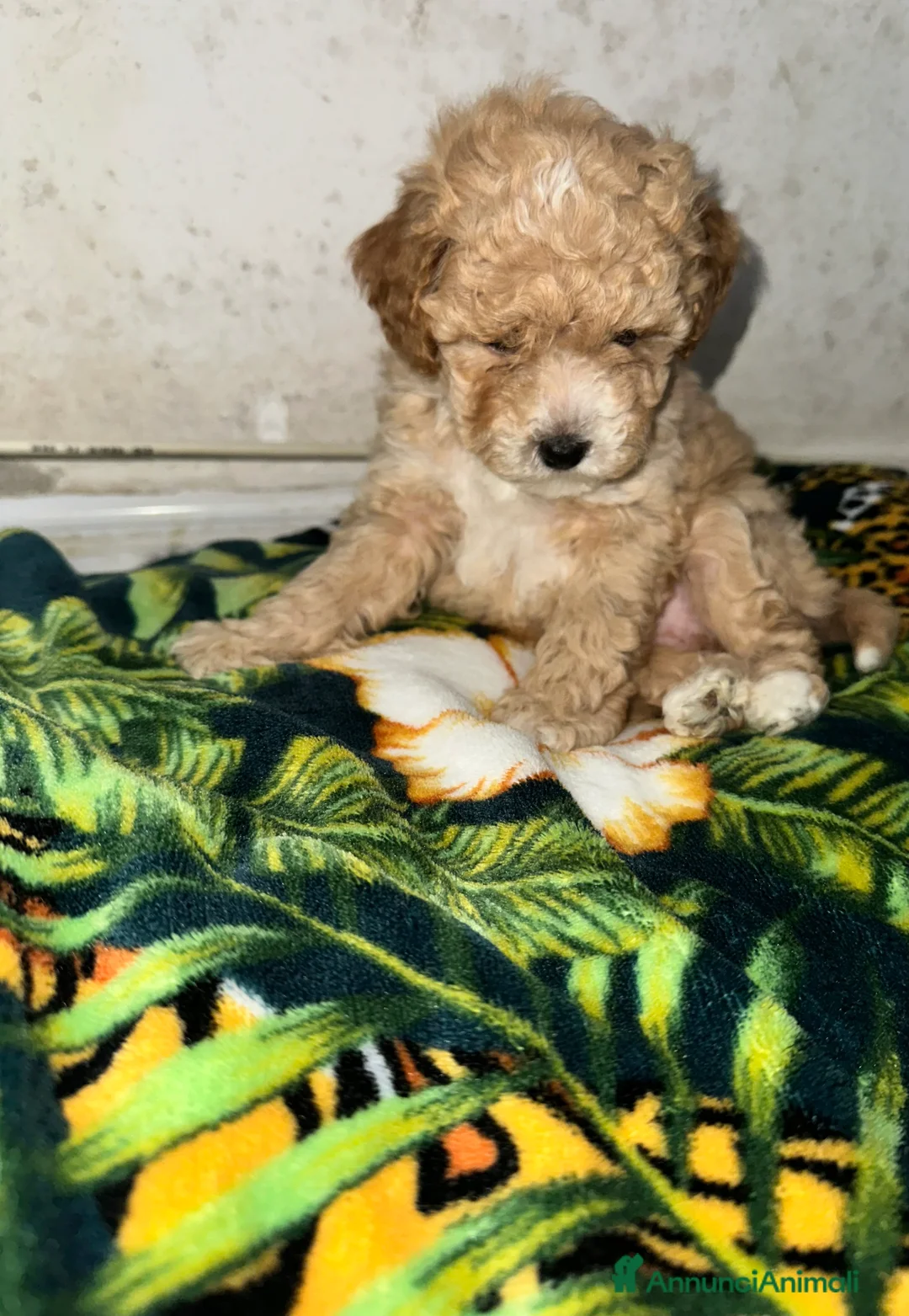 Barboncino Toy cani in vendita: Barboncino Toy maschietto  - Annuncio 6