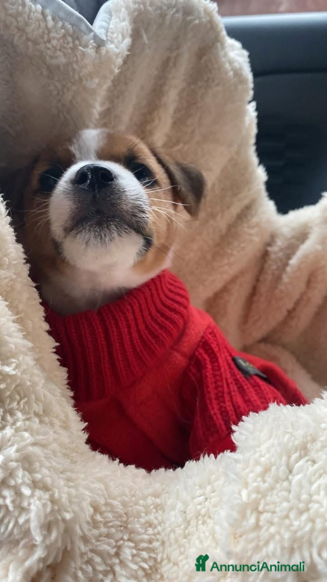 Jack Russell cani in vendita: Jack Russell terrier Cucciola broken pedigree - Annuncio 4