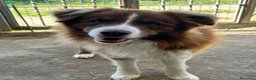 Border Collie cani in vendita: Border collie maschio - Annuncio 6
