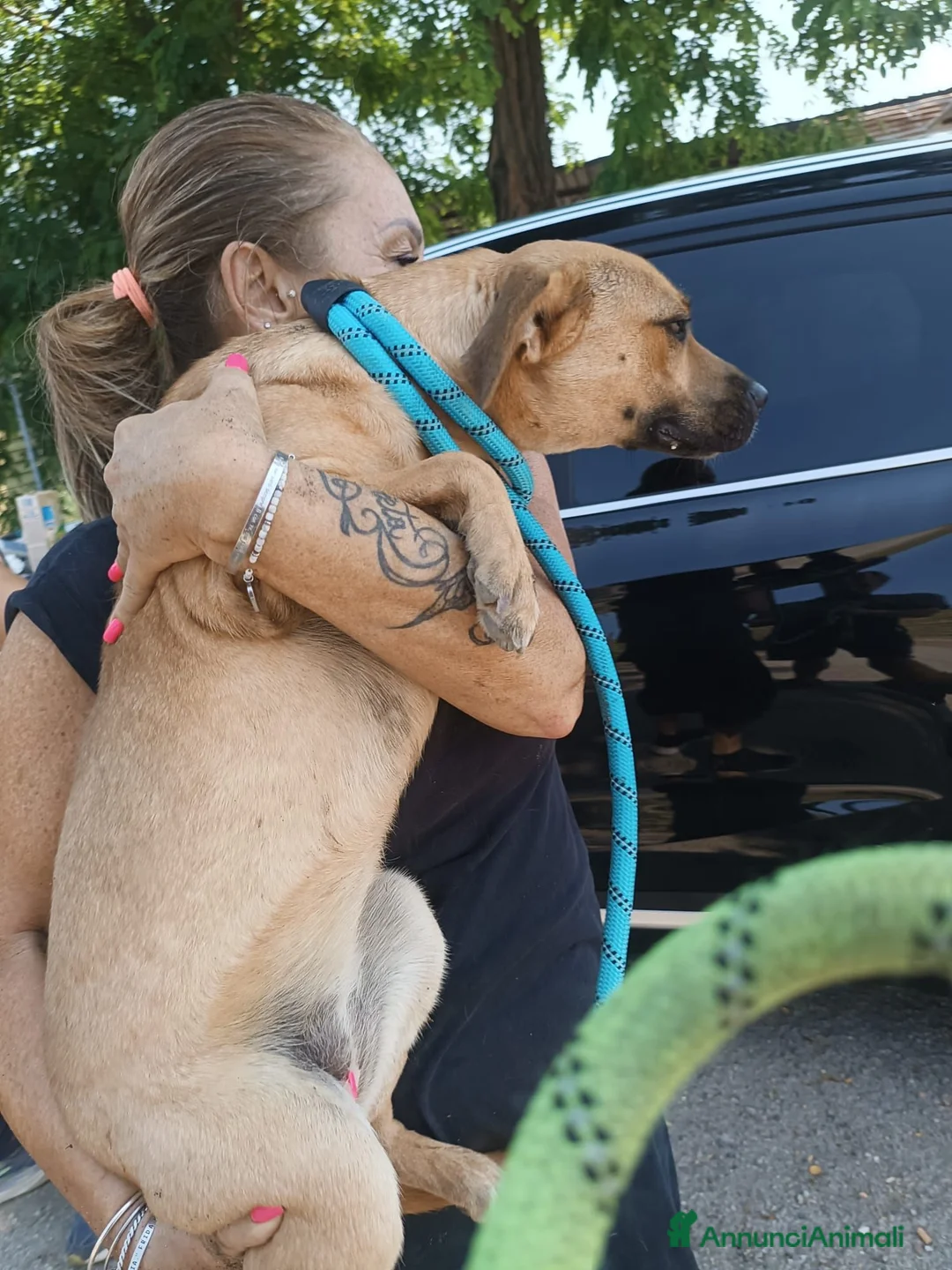 Meticcio cani in regalo: Andreina: dolce e socievole con tutti  - Annuncio 2