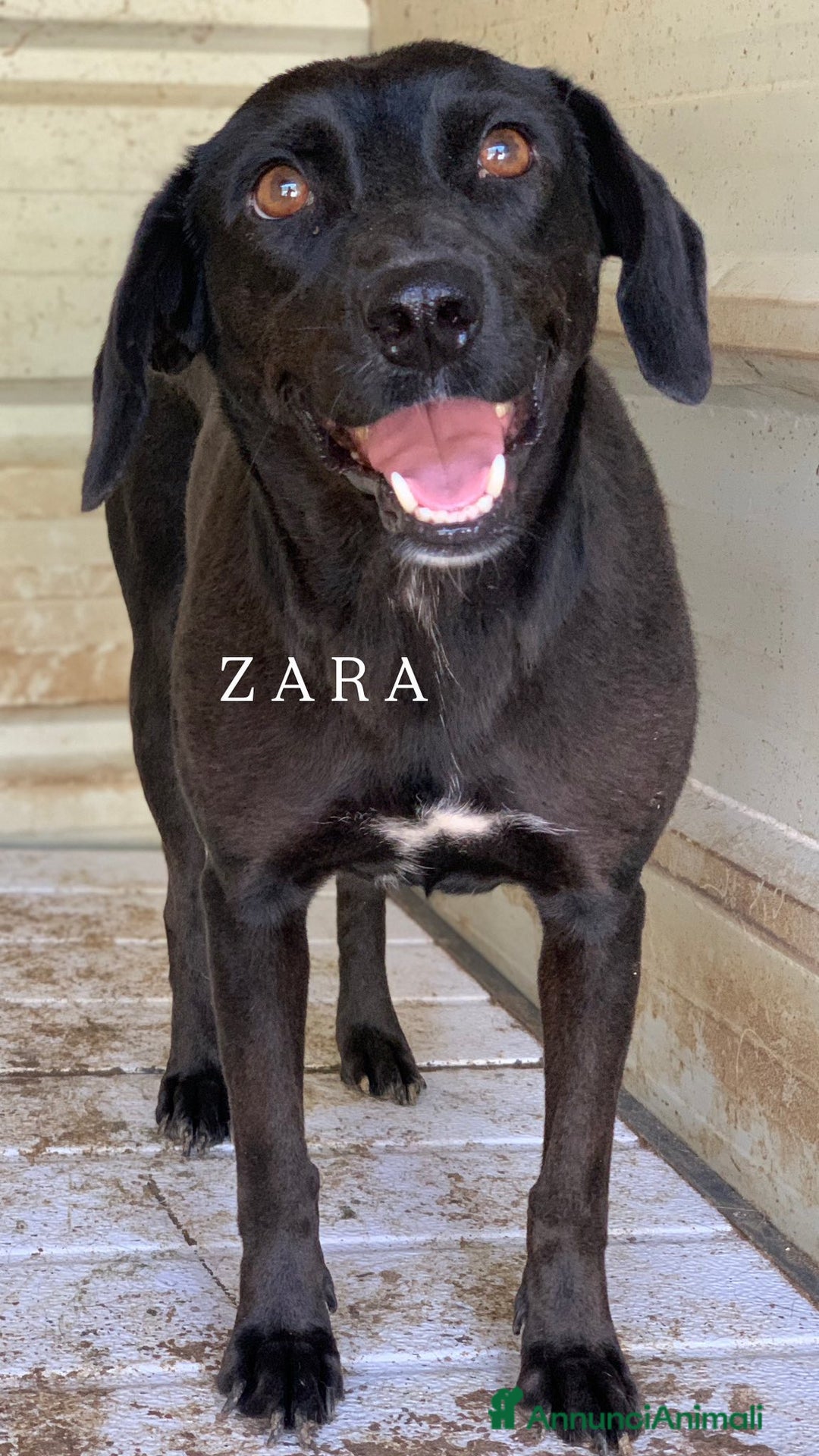 Meticcio cani in regalo: Cani TOTAL BLACK: i cani invisibili!  - Annuncio 4