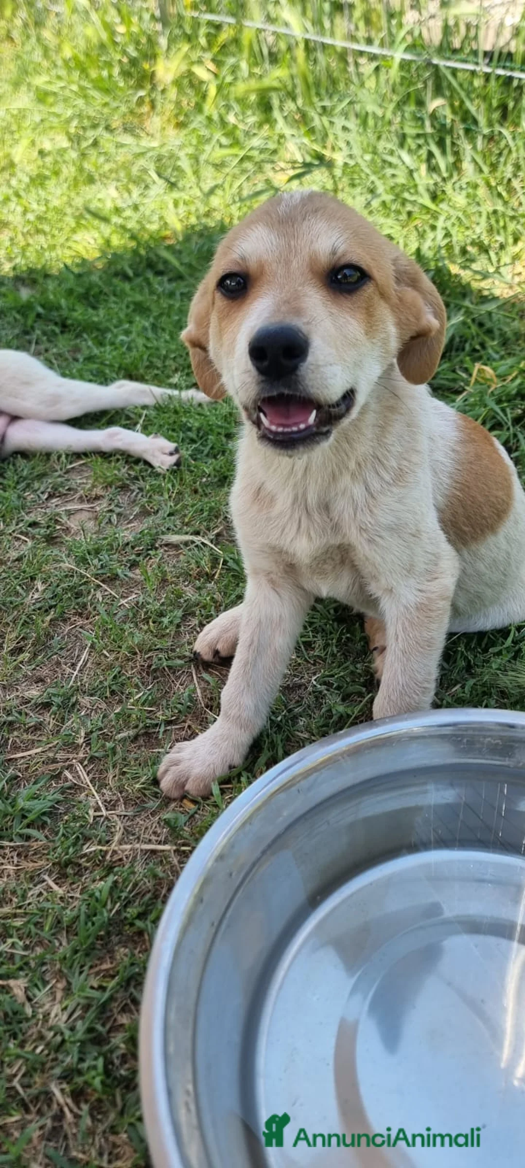 Meticcio cani in regalo: JOLLY 💙 - futura taglia media, curioso, tenero  - Annuncio 8