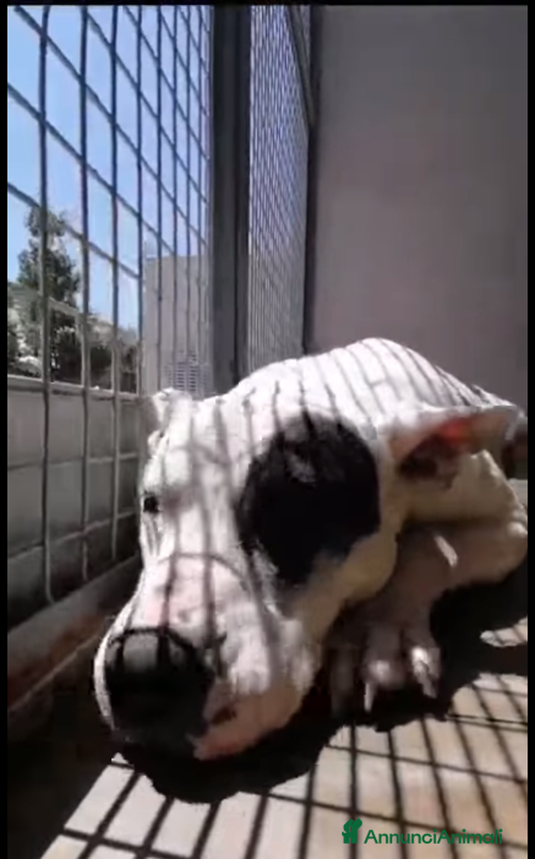 Meticcio cani in regalo: Magda, ci sarà pure qualcuno per te!!! a Città Metropolitana di Bari - Annuncio 10