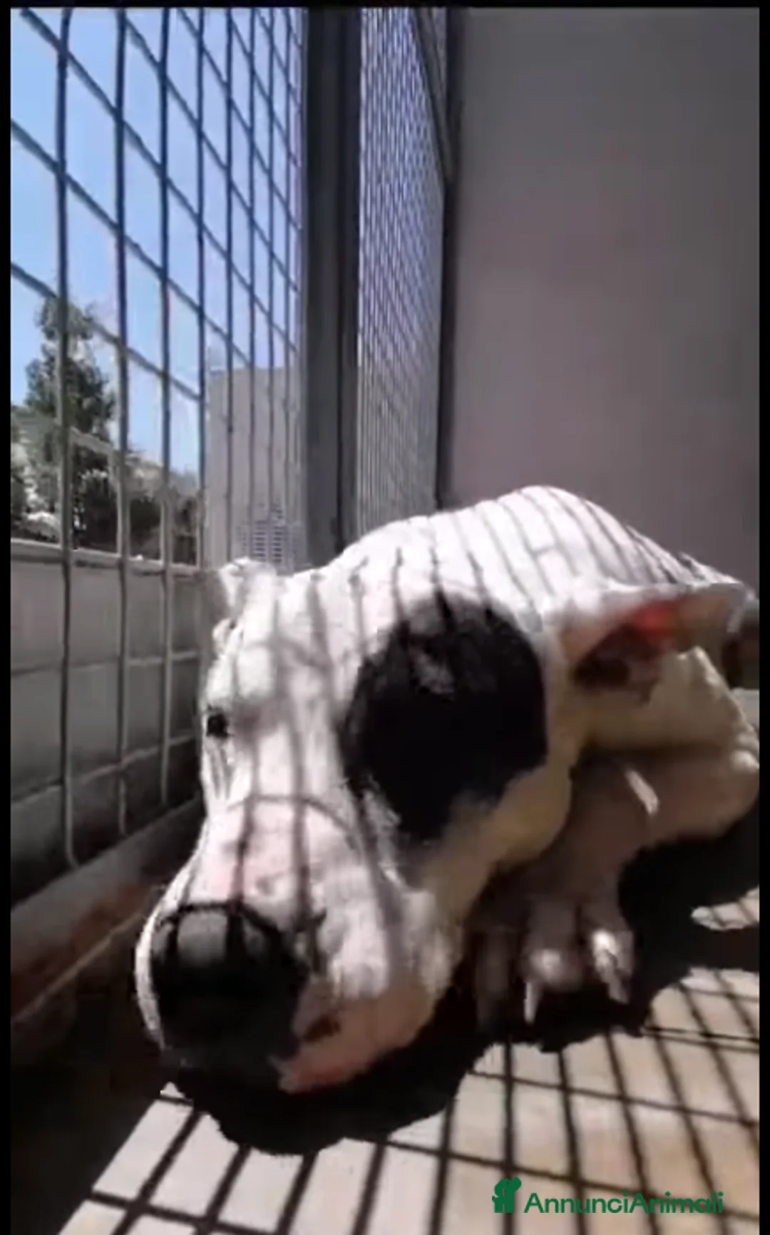 Meticcio cani in regalo: Magda, ci sarà pure qualcuno per te!!! a Città Metropolitana di Bari - Annuncio 10