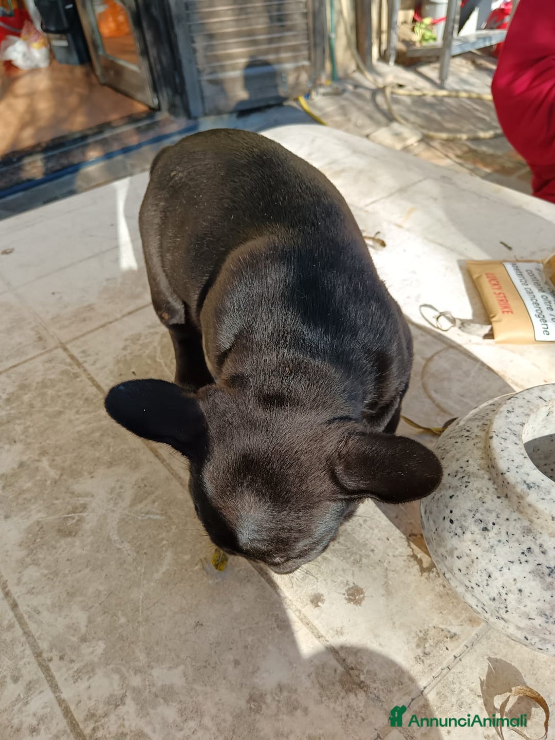 Bulldog Francese cani in vendita: Bulldog francese  - Annuncio 4